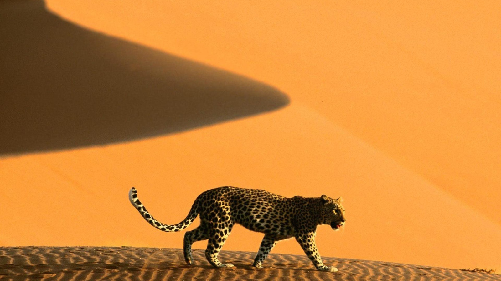 Намибия леопард на дюнах