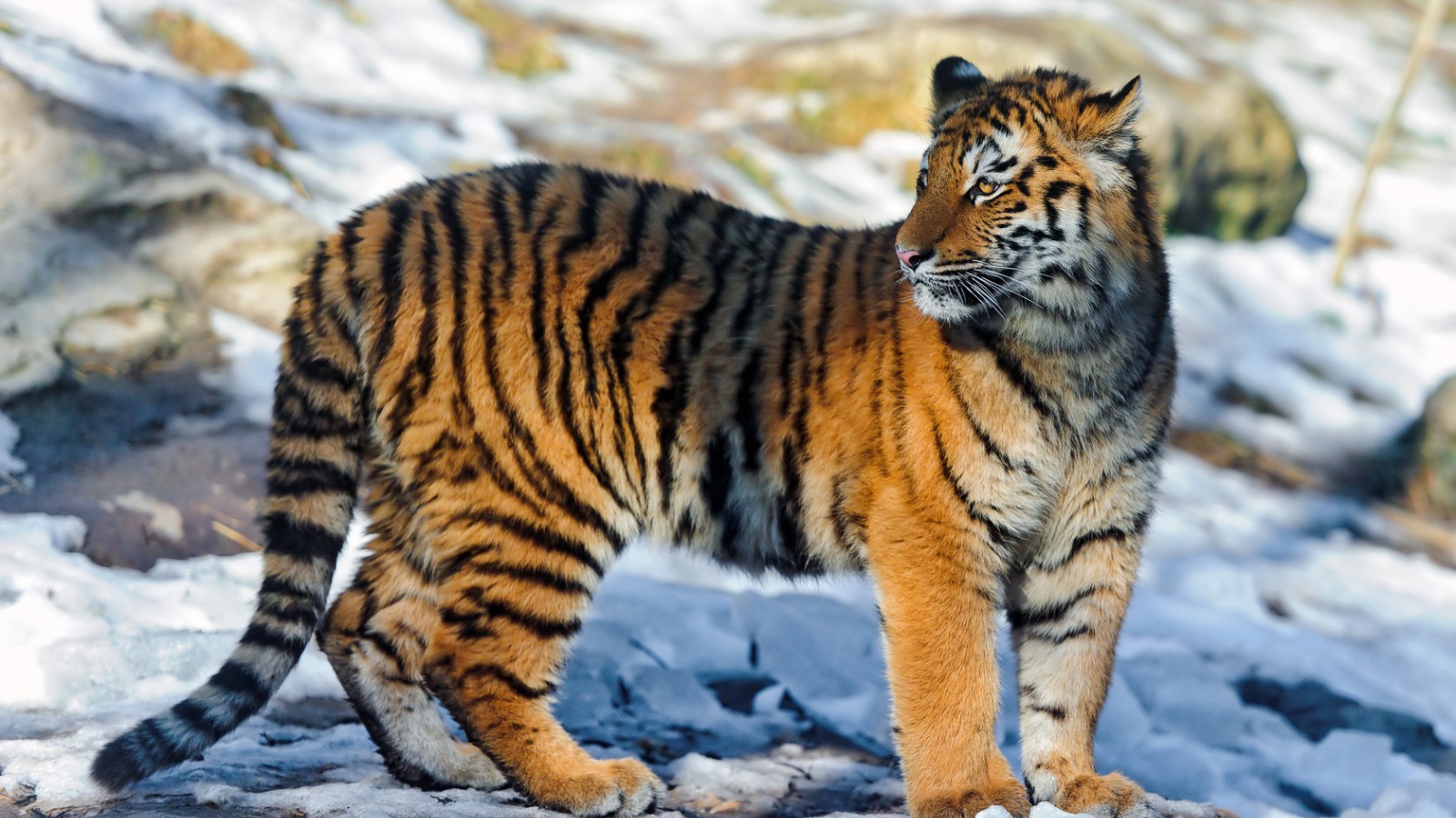 Полосатый тигр на снегу