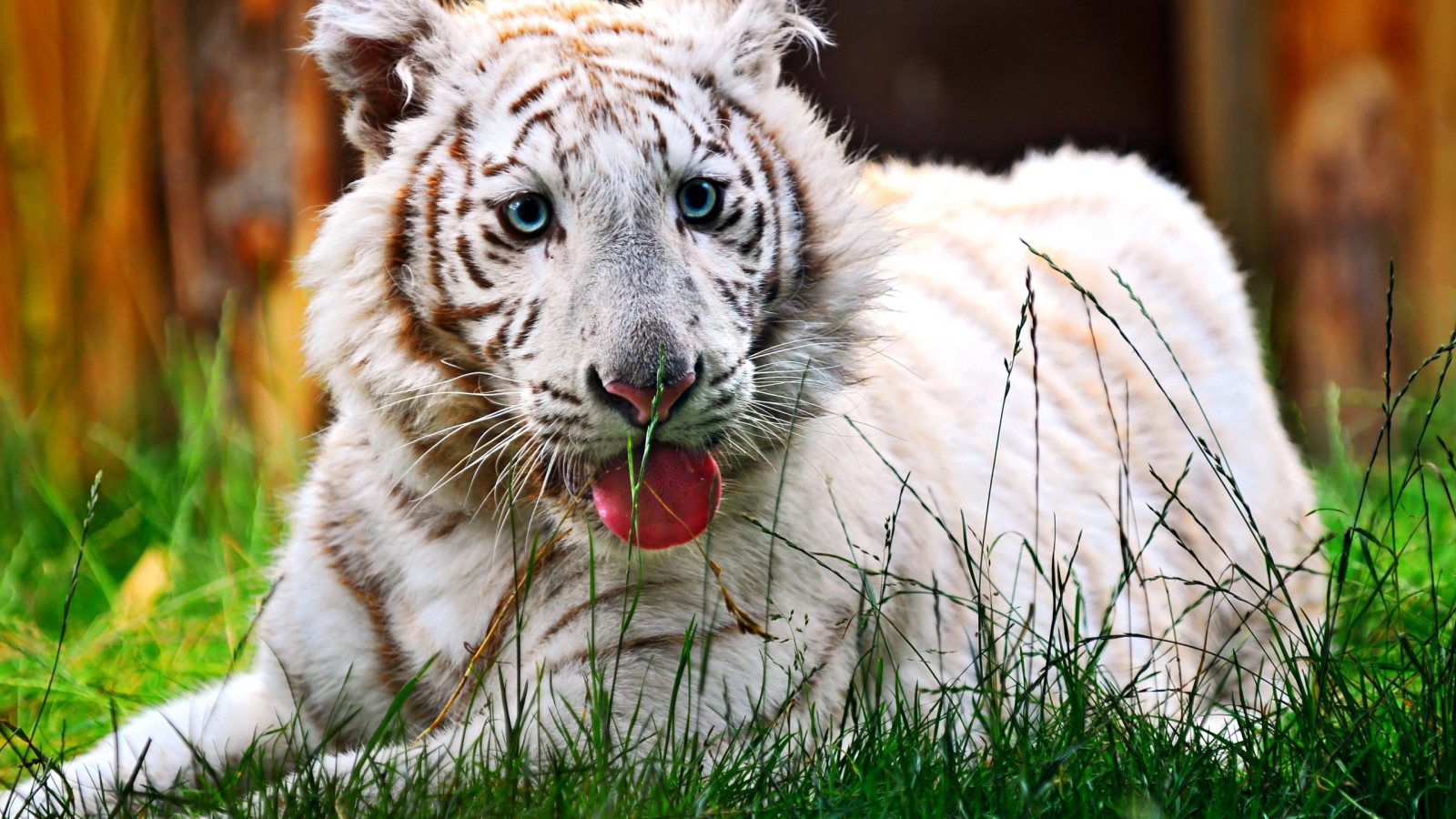 Белый тигренок