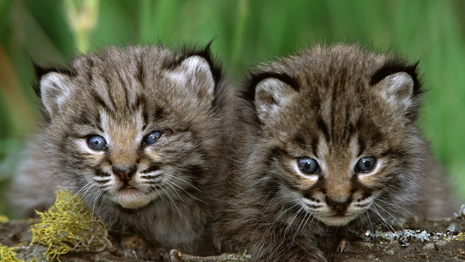 Пара милых котят