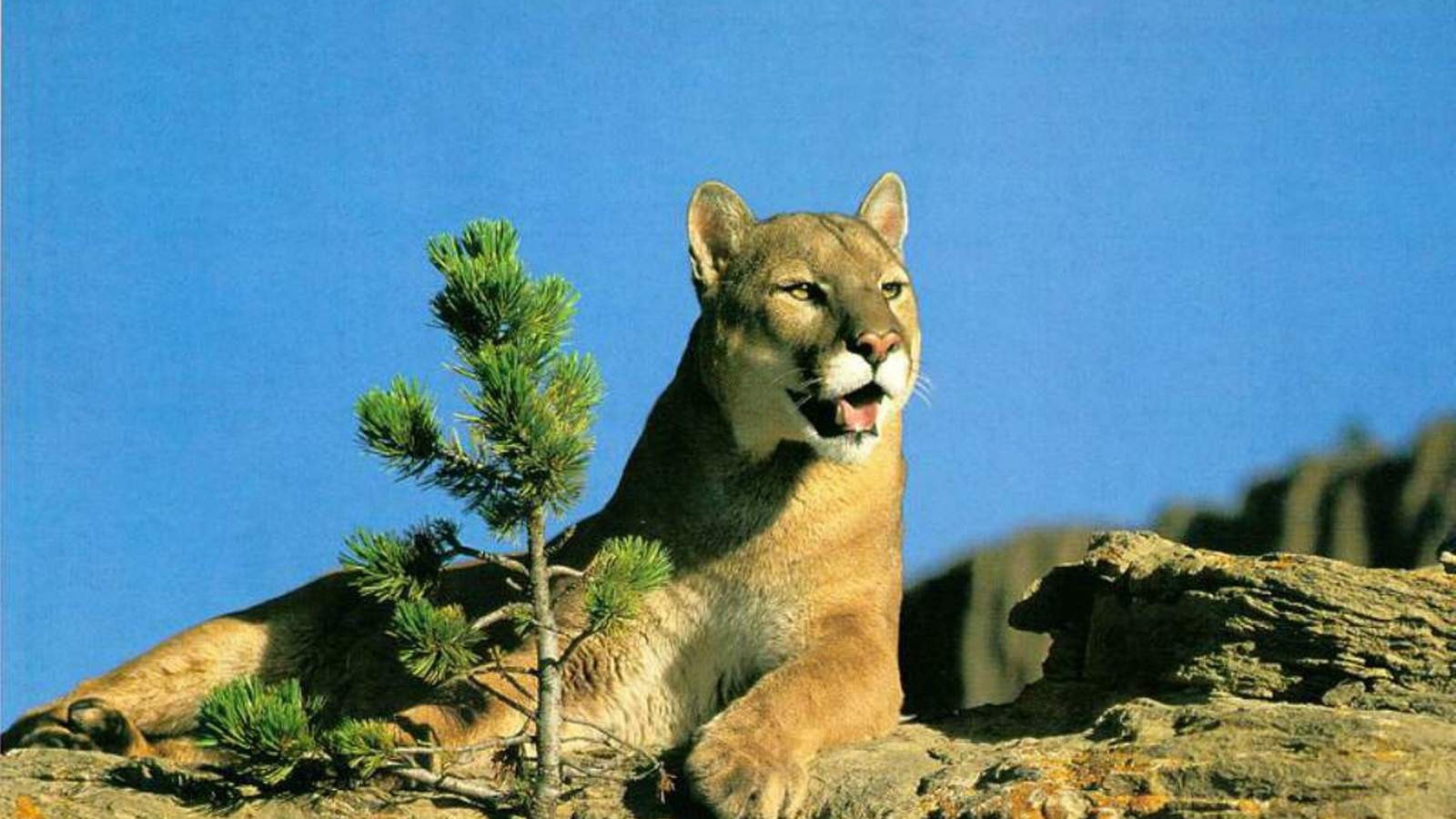 Леопард лежит на горе