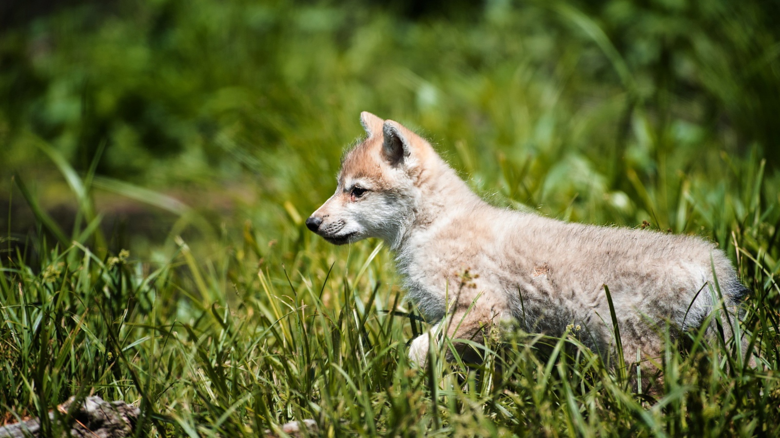Волчонок на охоте