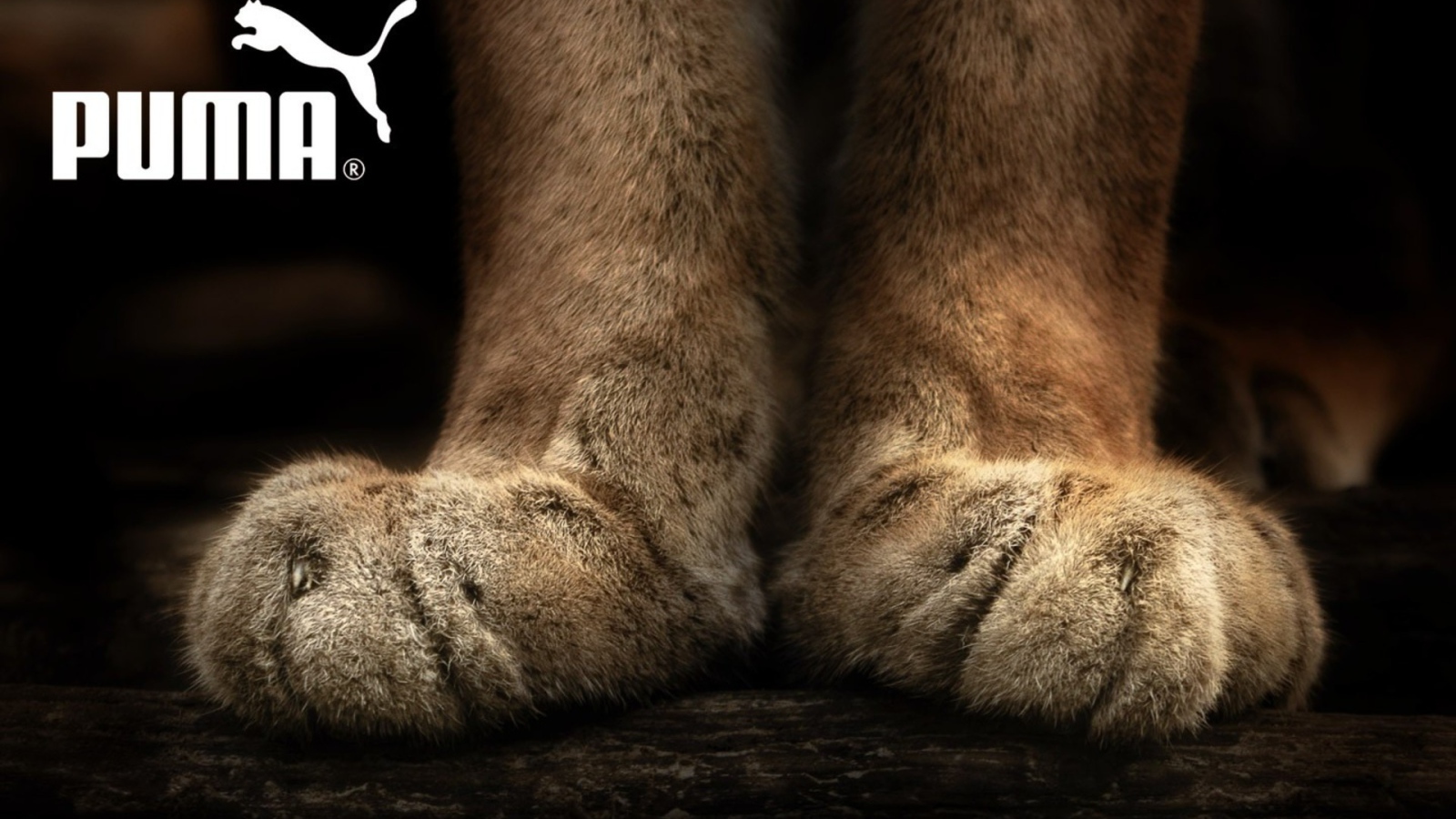 Puma лапы