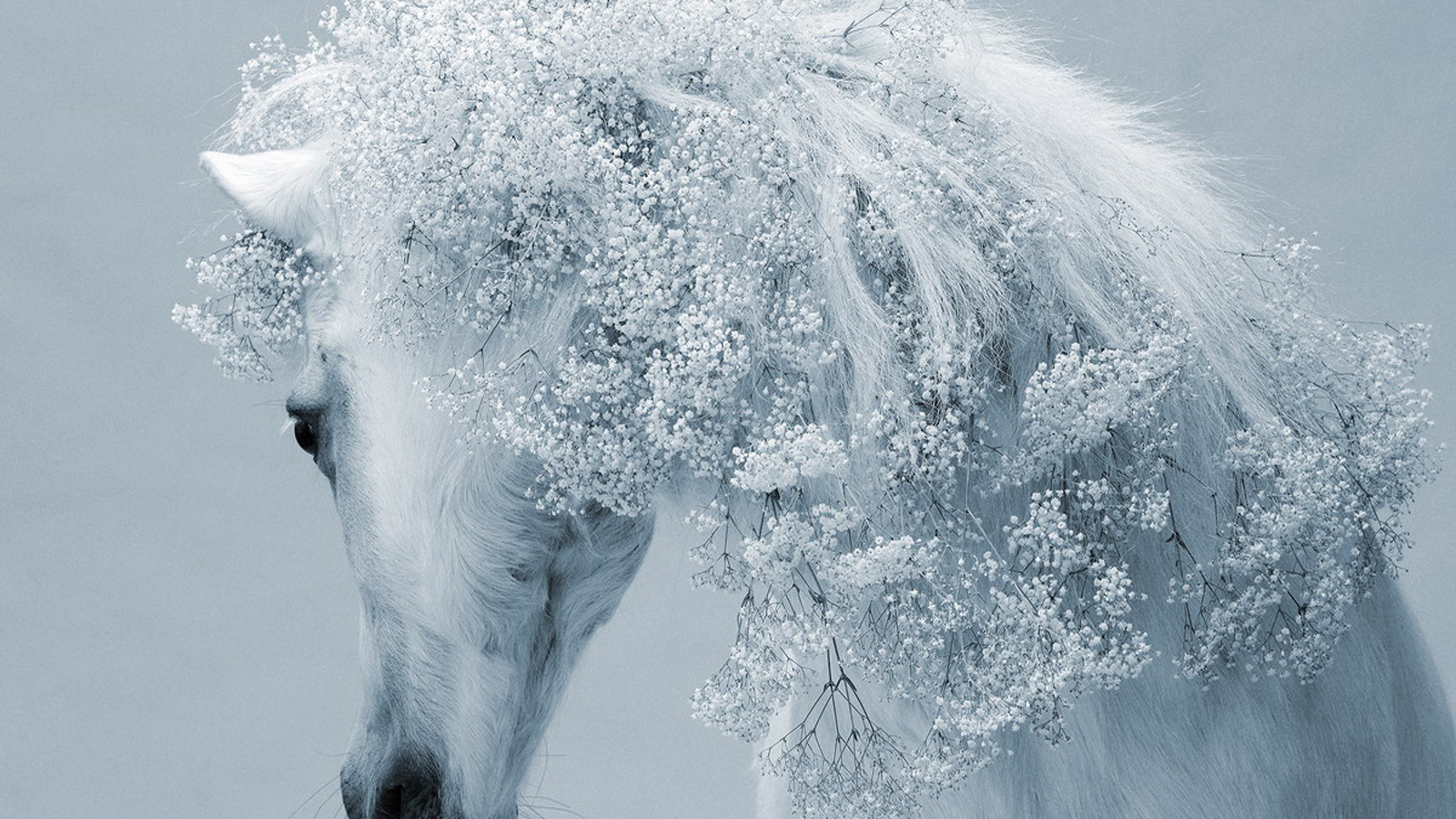 Зимняя лошадь