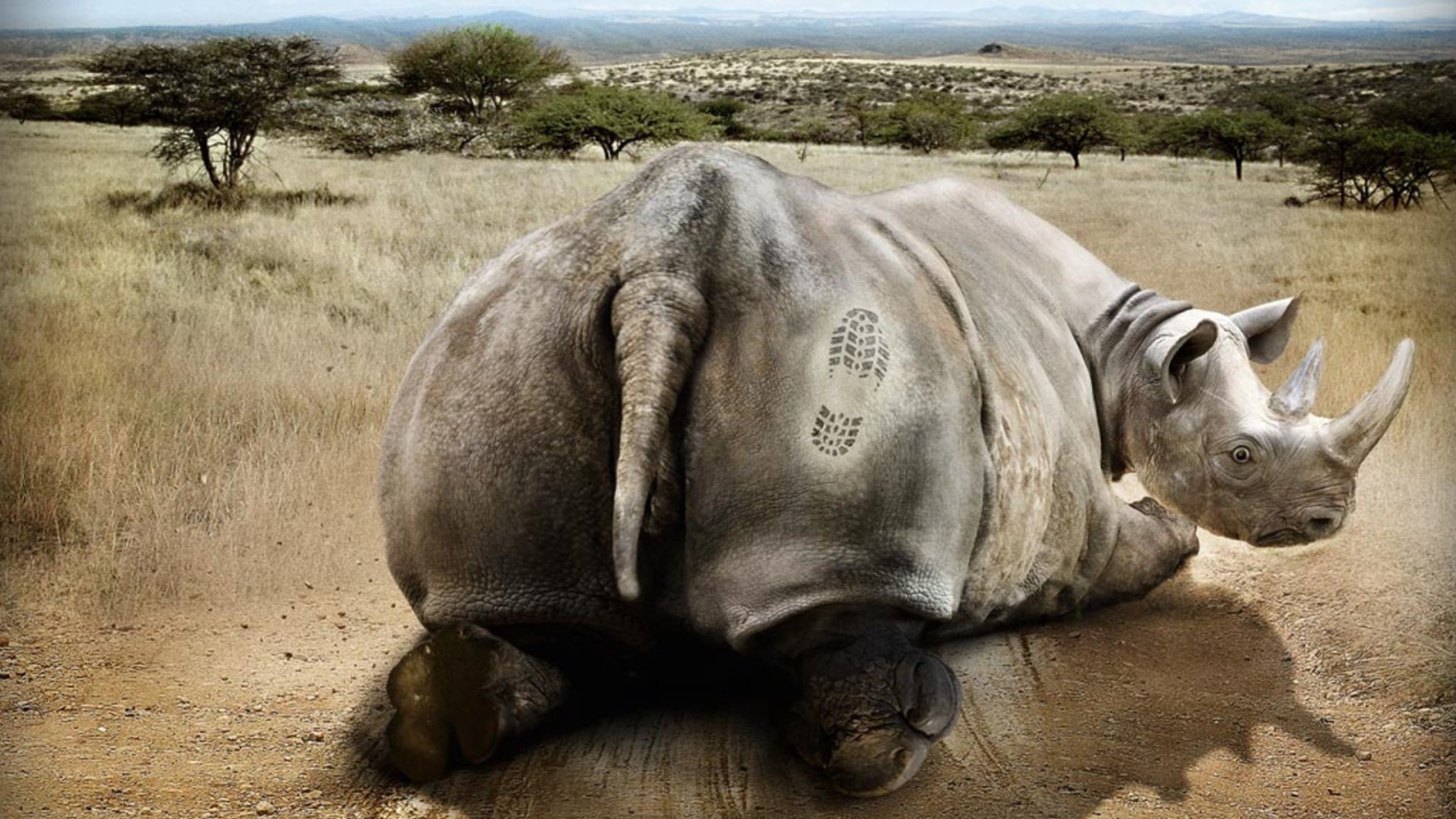 Носорог получил пинка