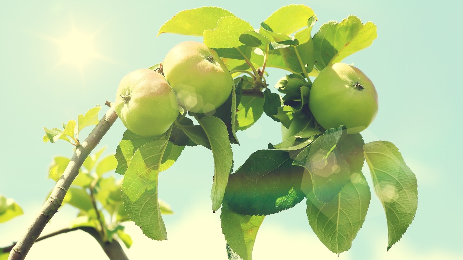 Яблоки на дереве