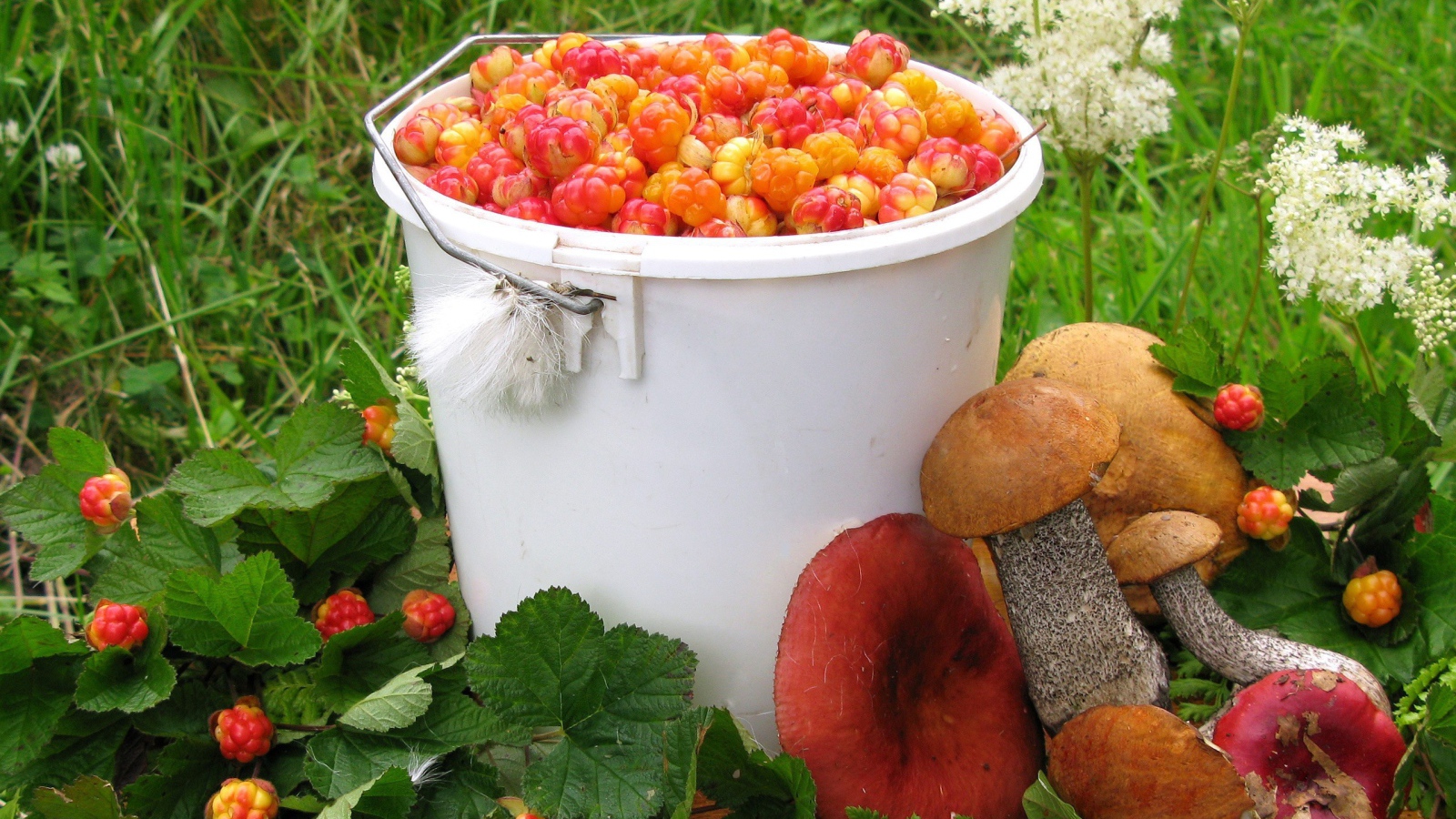 Осенний урожай ягод и грибов