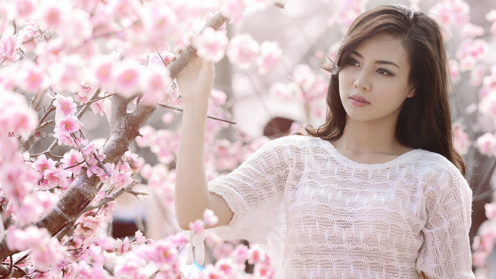 Весеннее цветение вишни