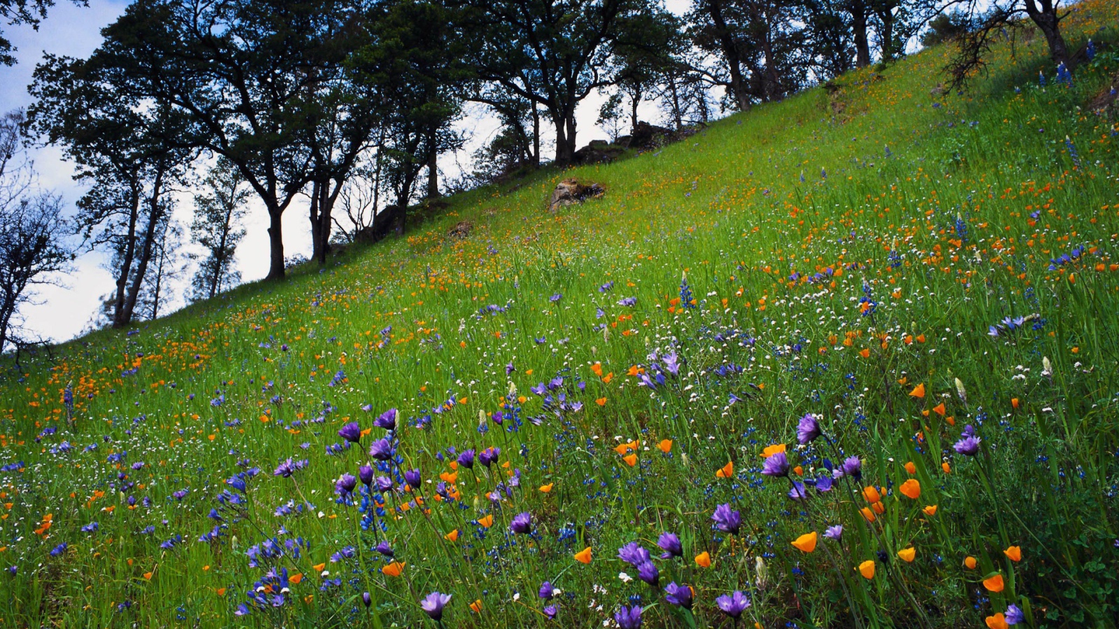 Цветочный склон