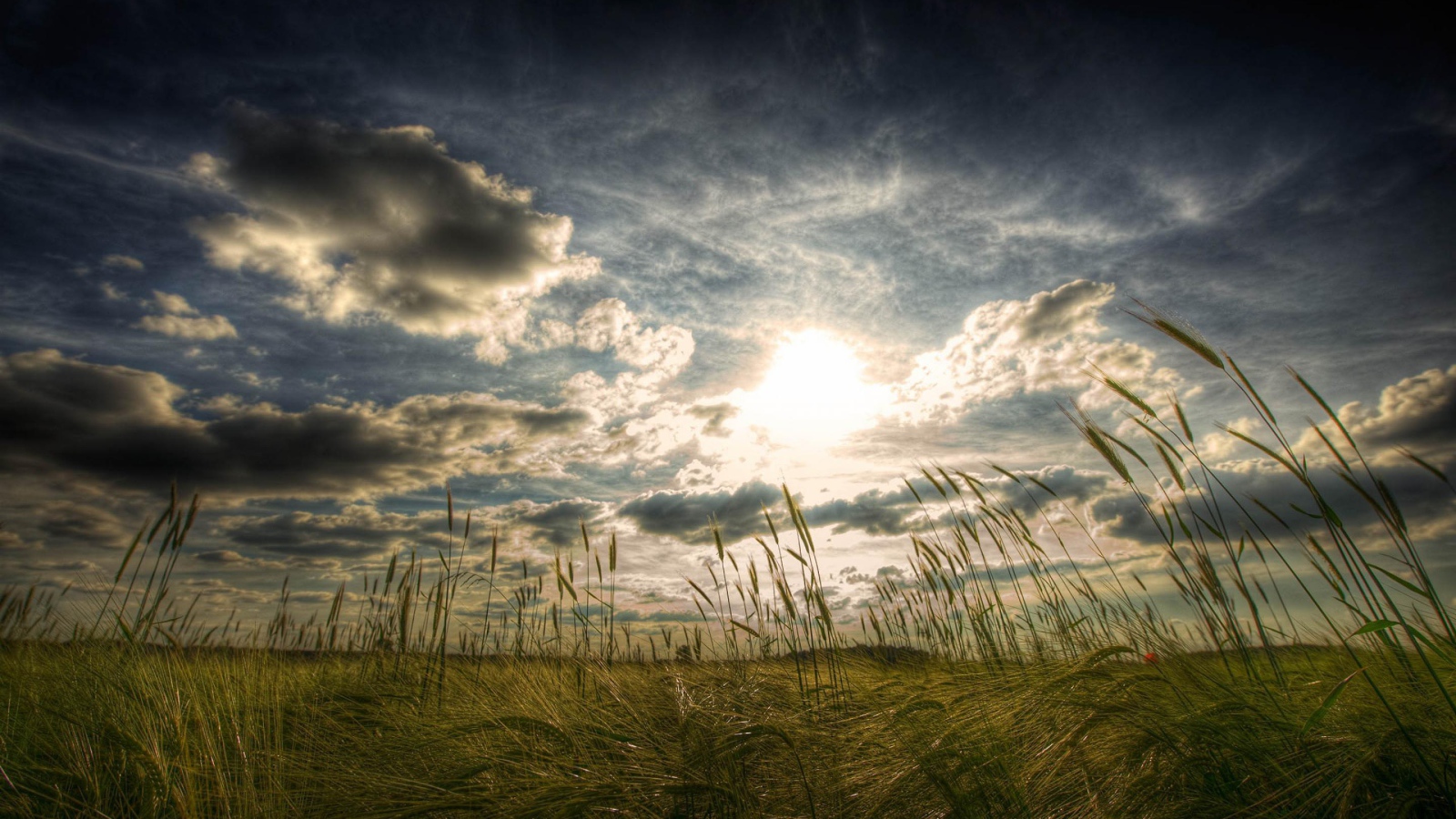 Пшеничное поле летом