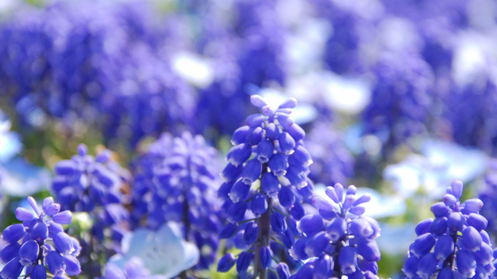 Голубые Гиацинты