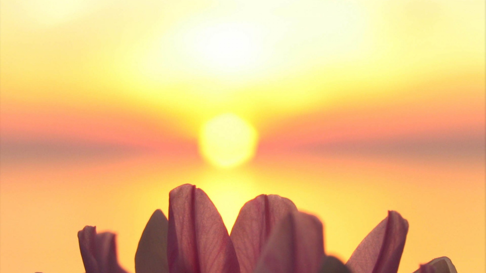 Лепестки на фоне солнца