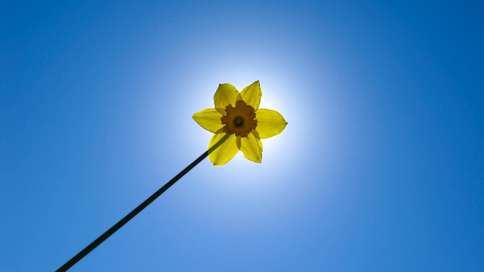 Желтый цветок на фоне неба