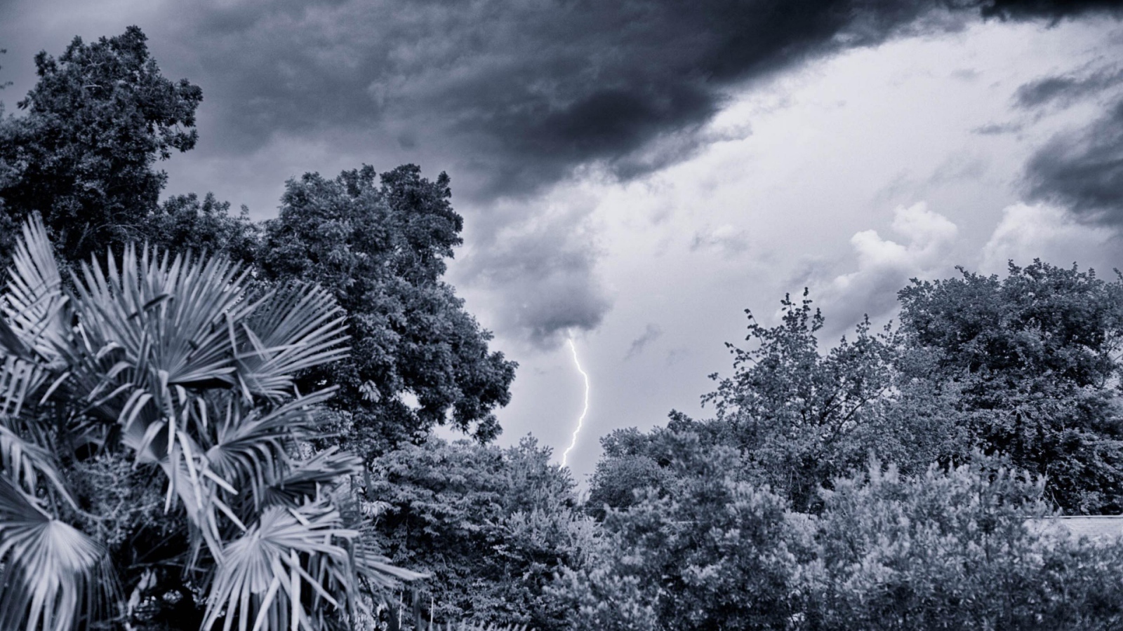 Молния в лесу