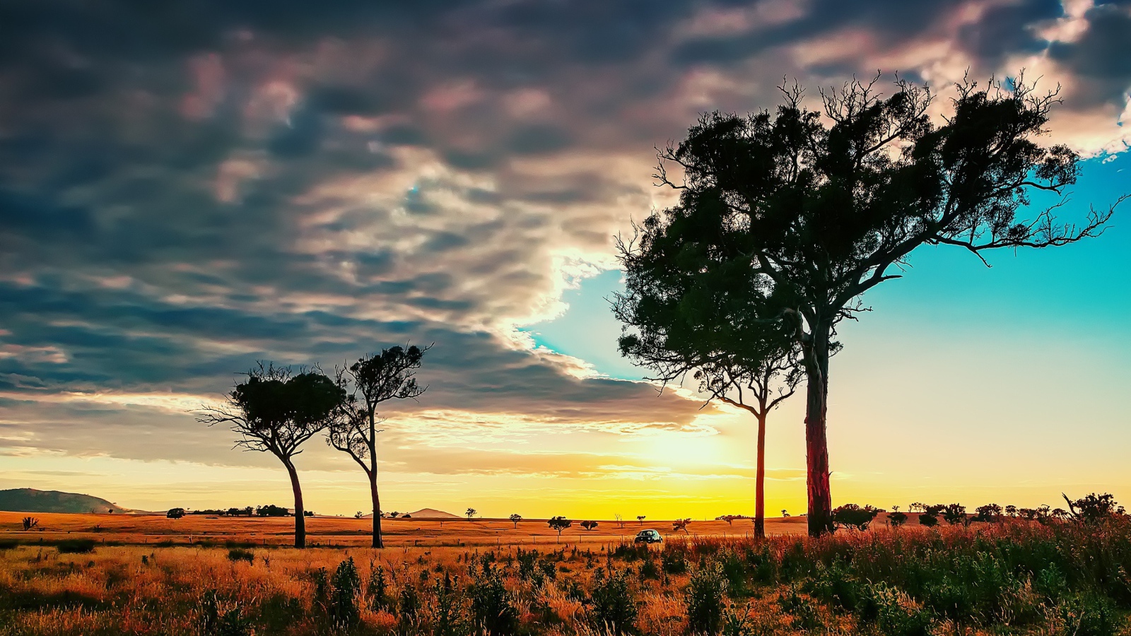 Деревья в африканской саванне