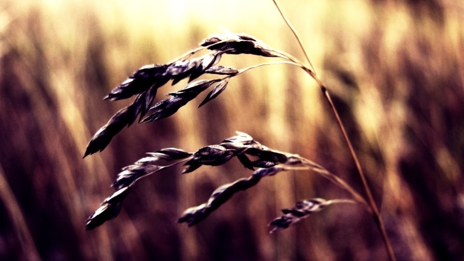 Колосок пшеницы