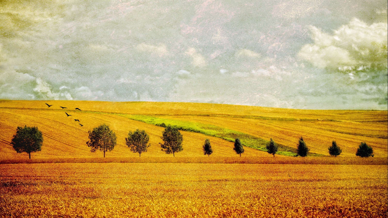 Желтое поле