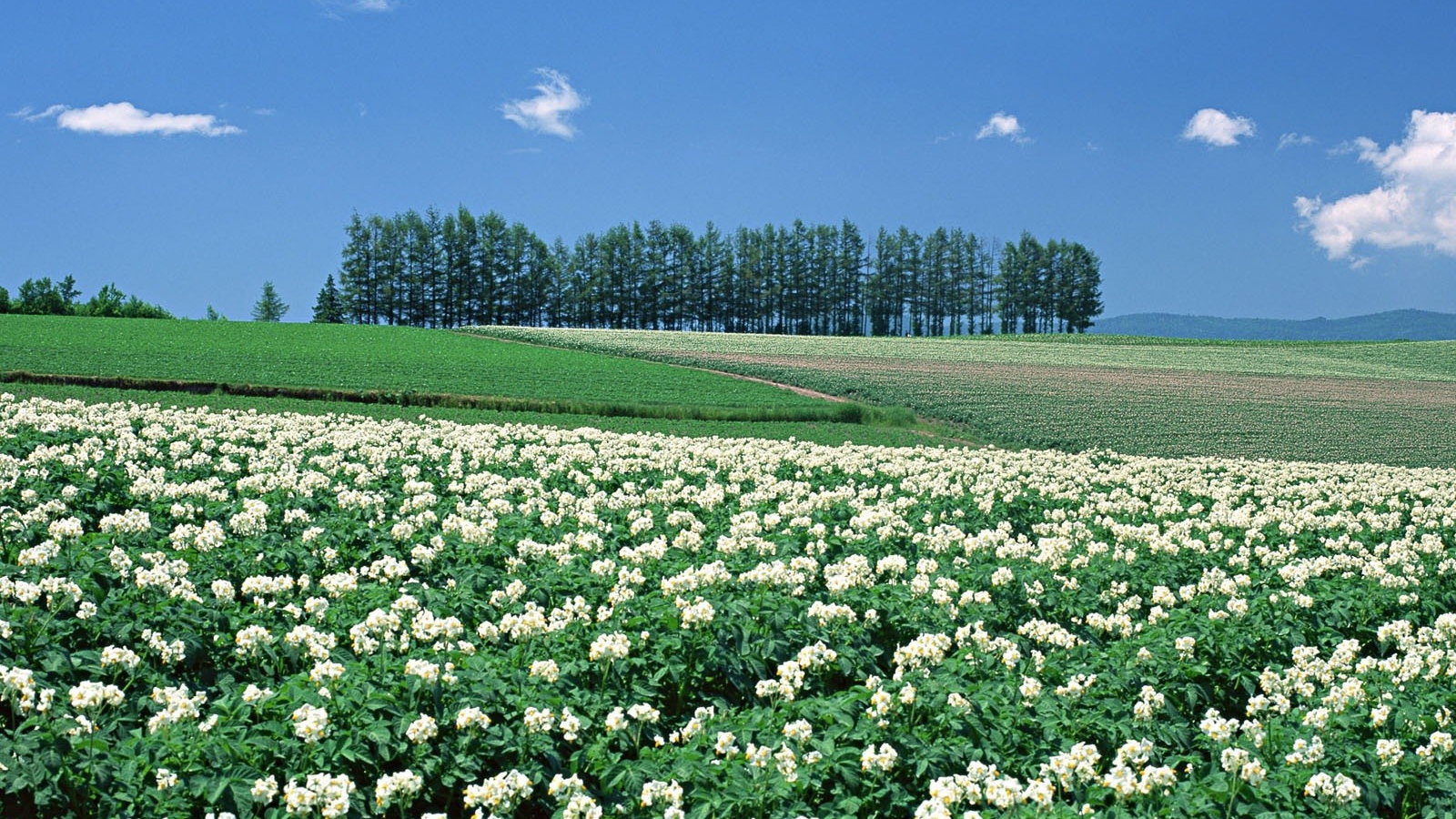Японские цветущие поля