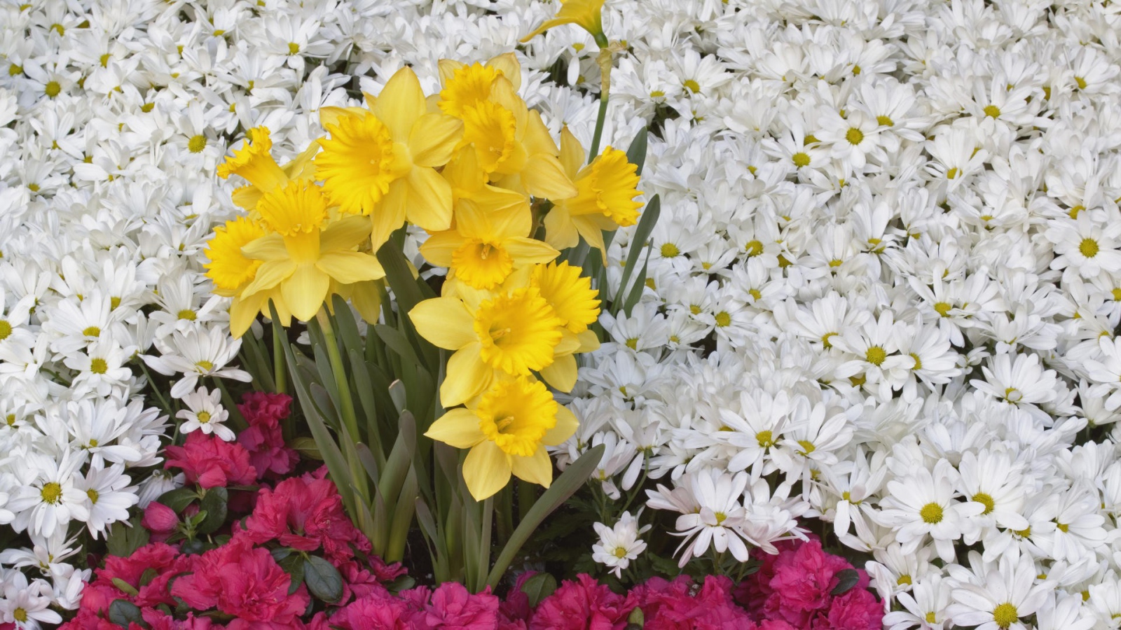 Нарциссы и другие цветы