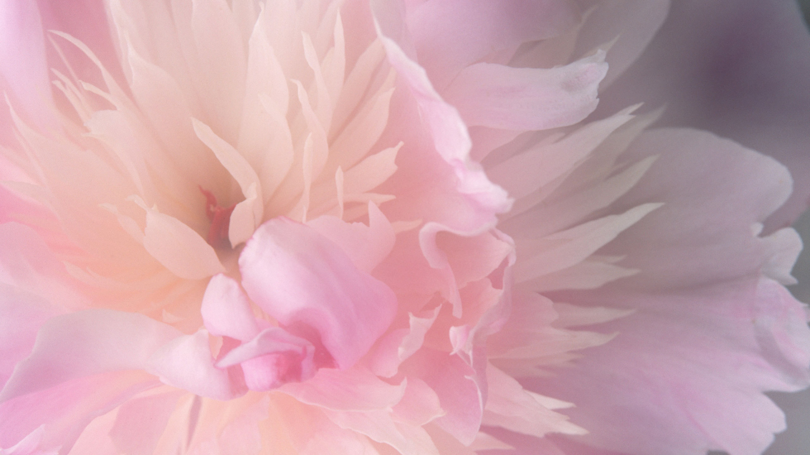 Нежный розовый цветок