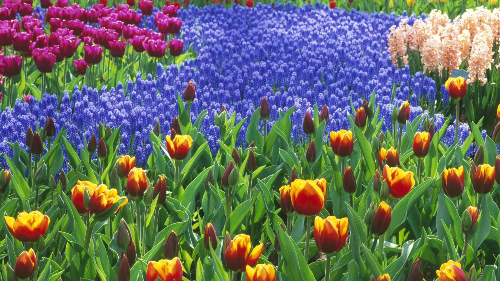 Голландский ландшафт