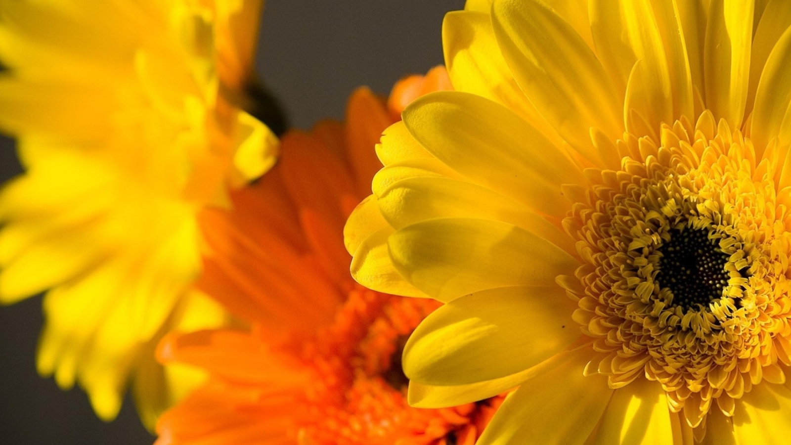 Цветок Гербера желтая