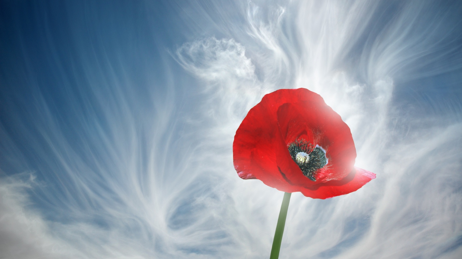 Мак и голубое небо