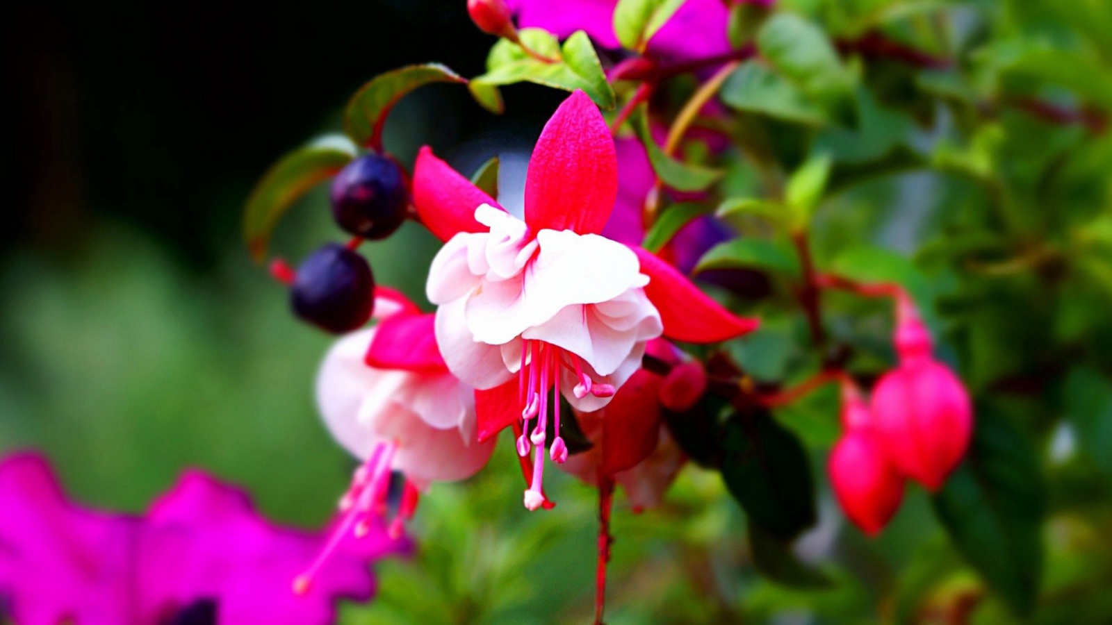 Красно-белые цветы