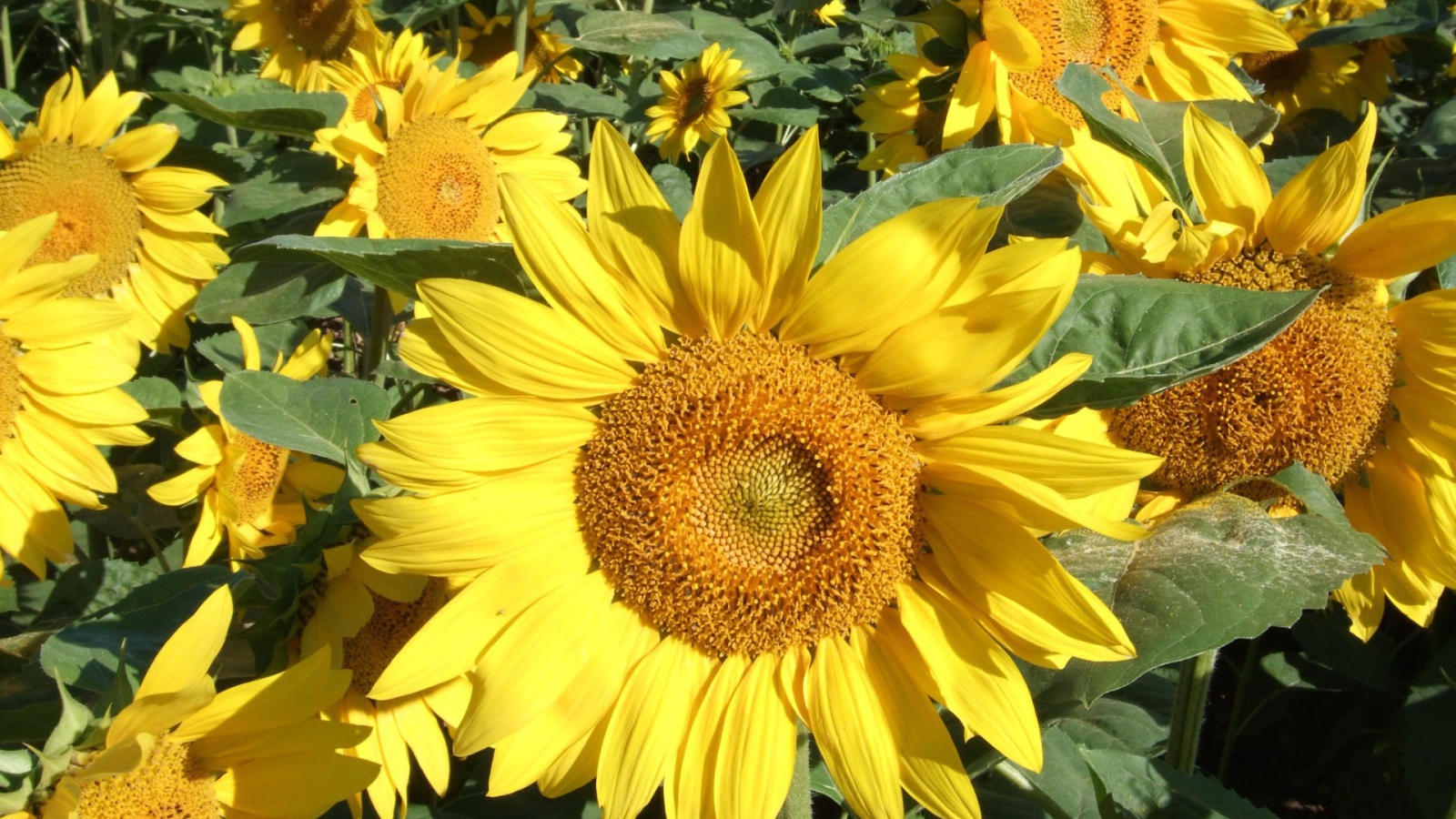 Подсолнухи цветут