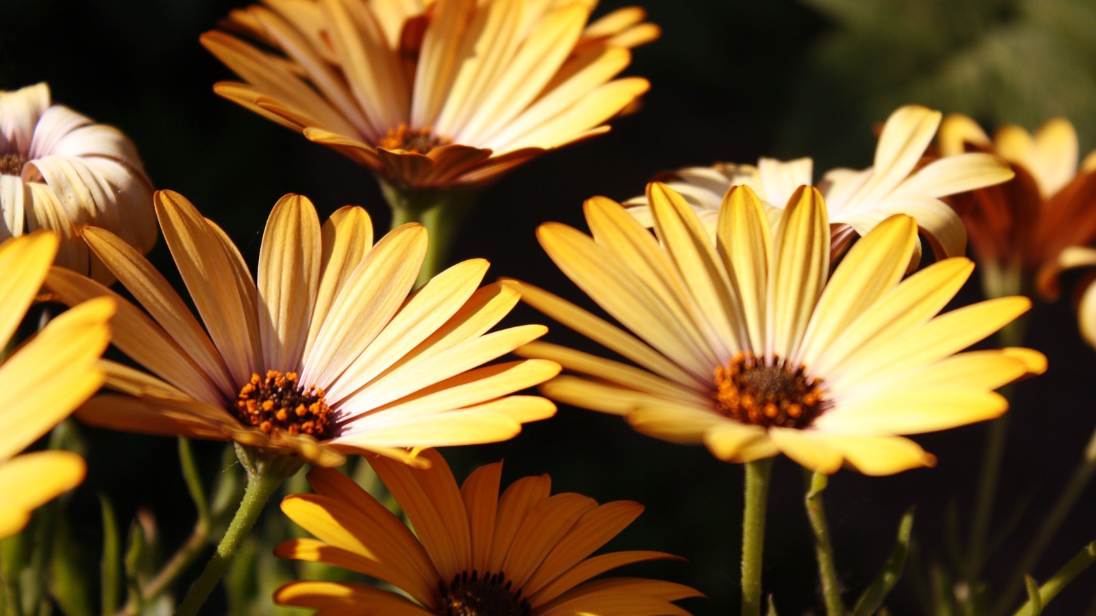 Три желтых цветка