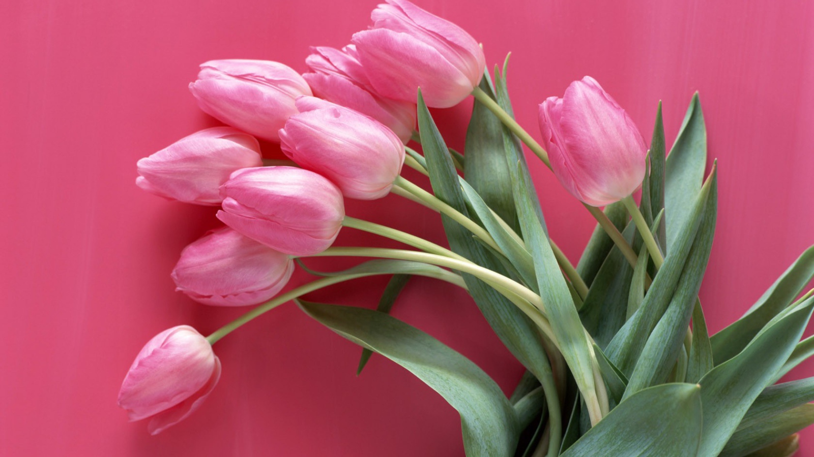 Tulips on a pink background