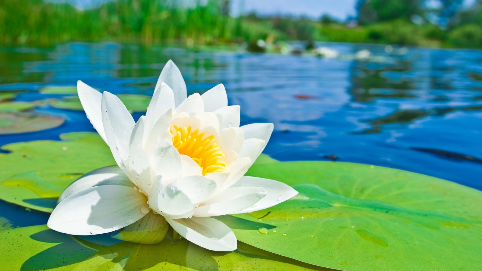 Белый лотос на озере