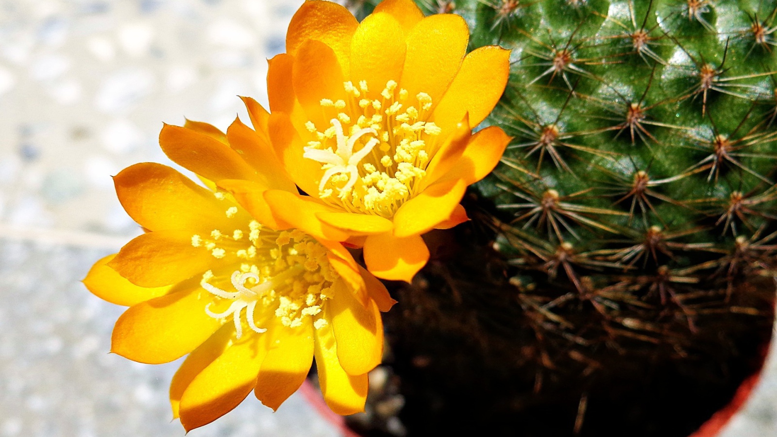 Желтый цветок кактуса