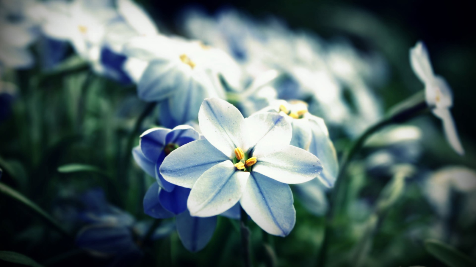 Сине белые цветы