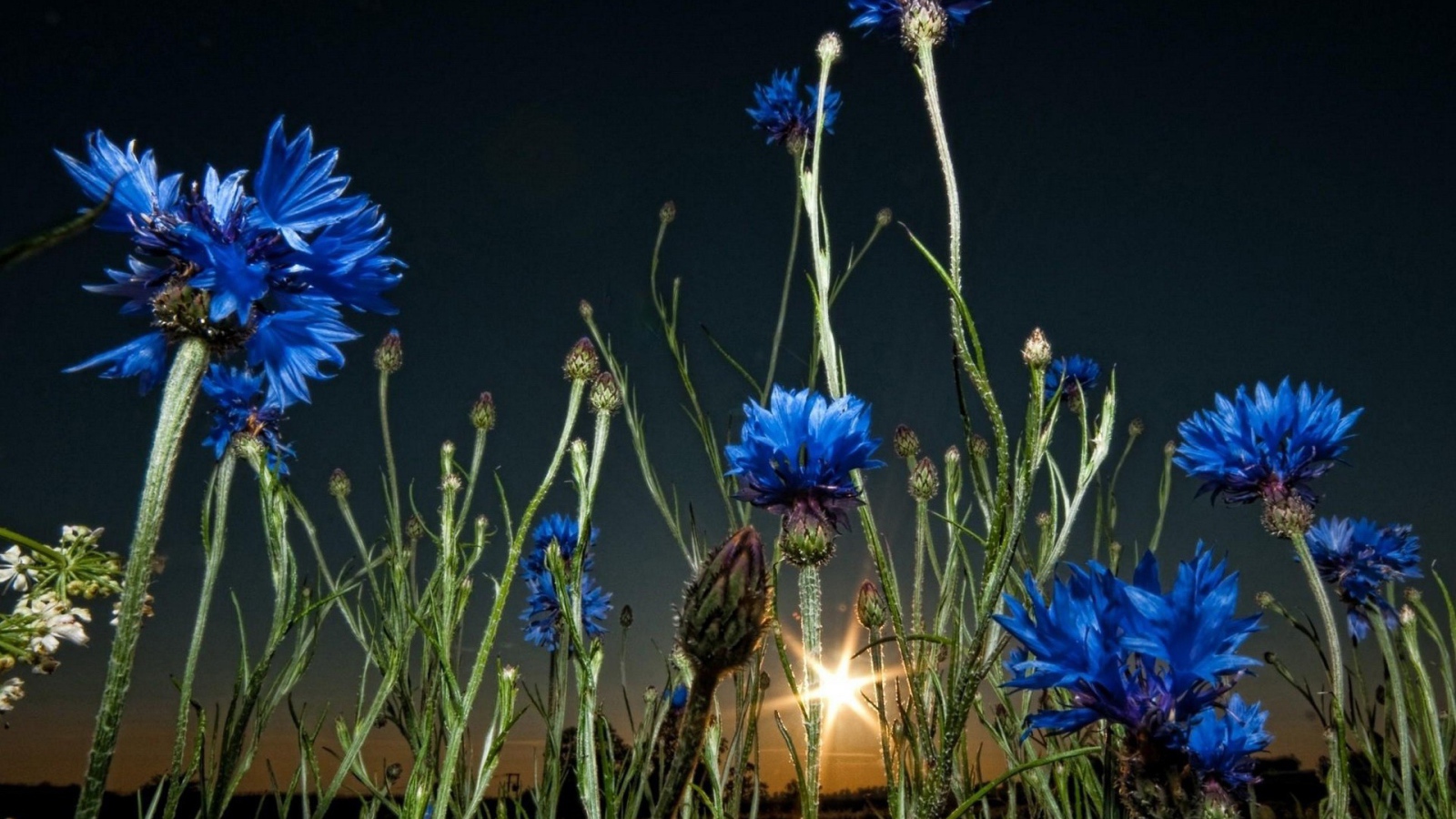 Васильки на закате