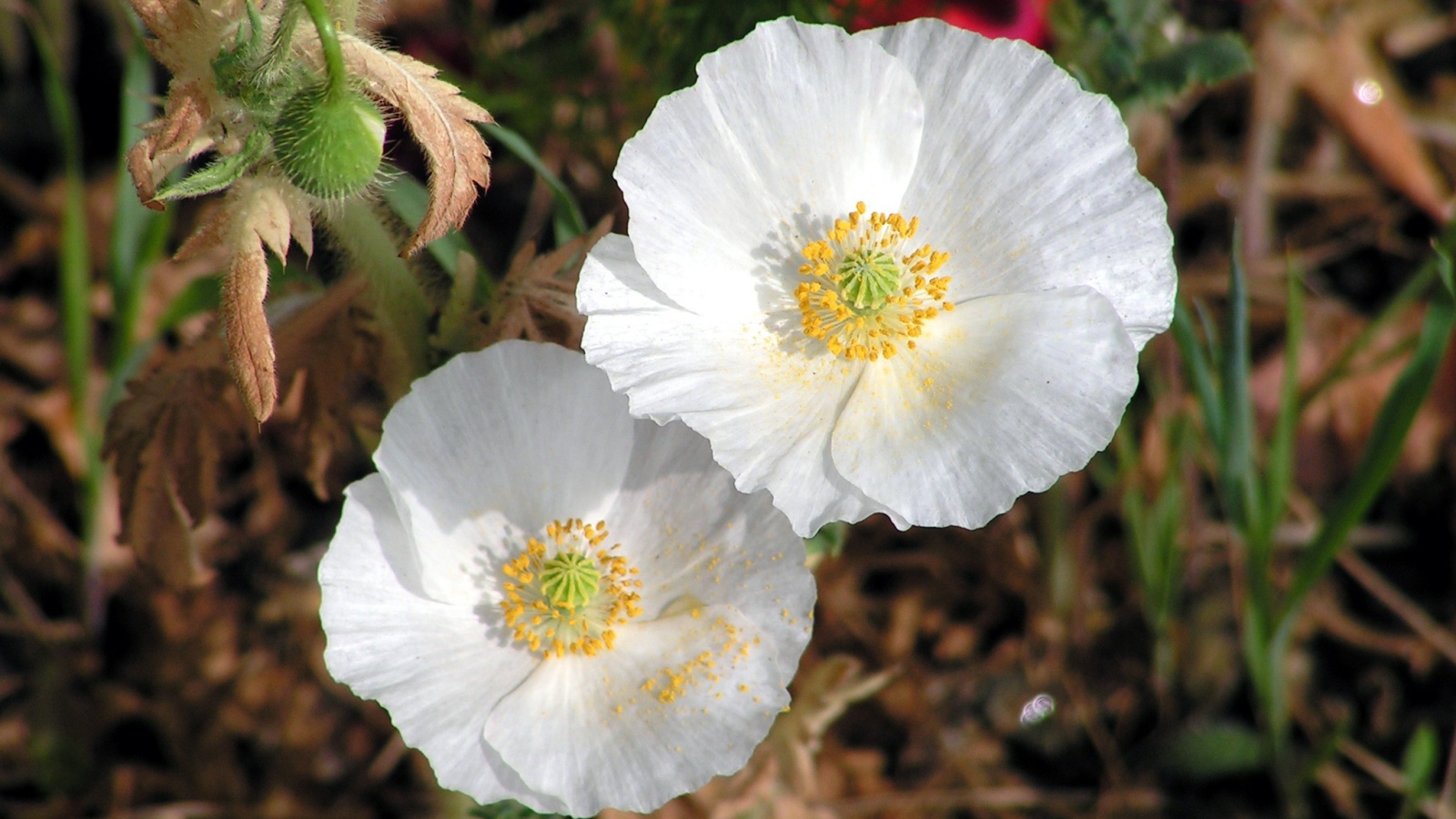 Нежные белые цветы