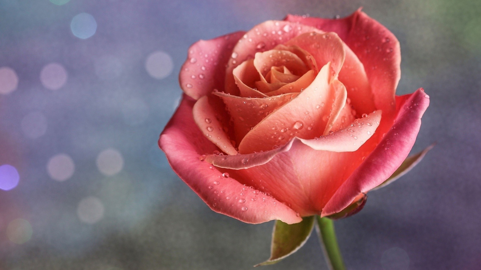 Капли дождя на розе