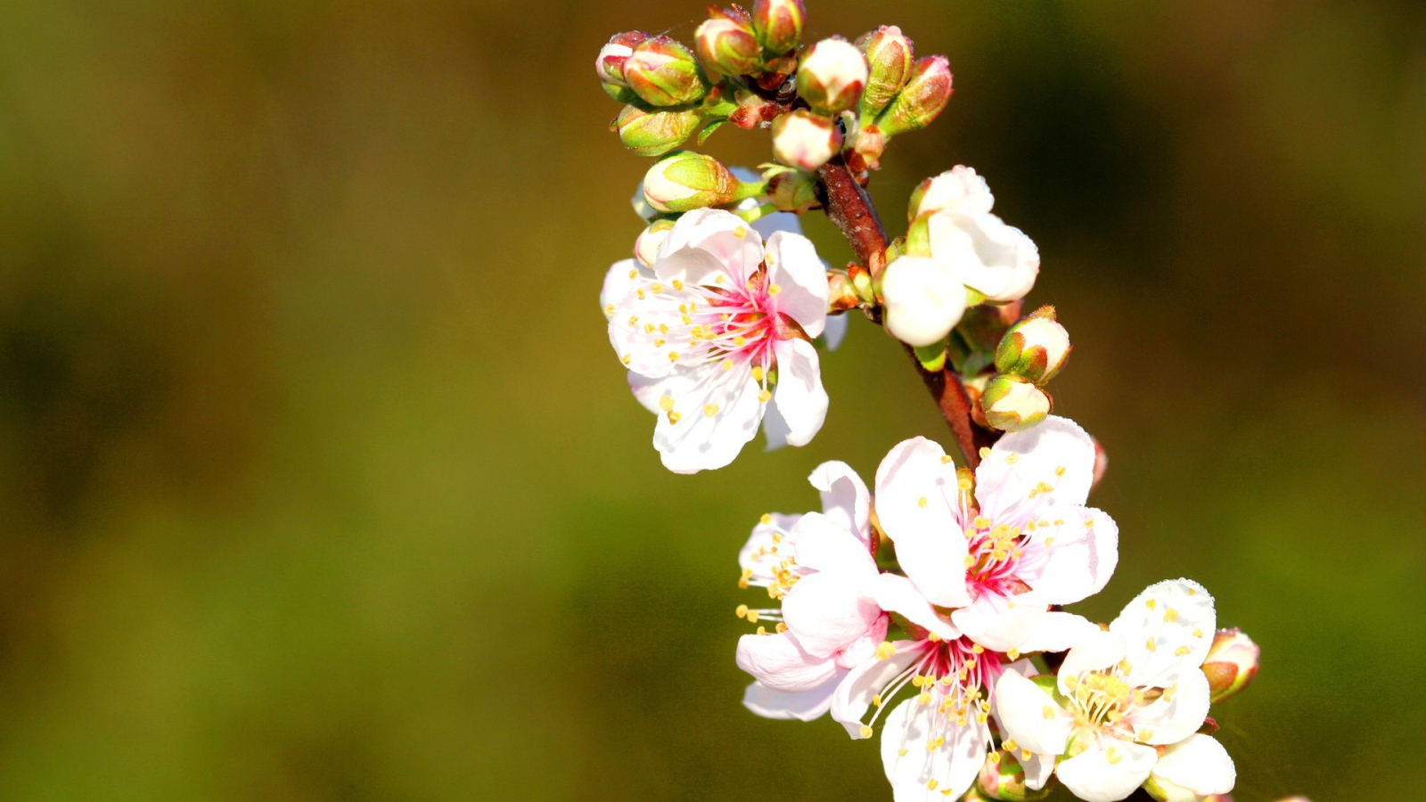 Весенние нежные цветы