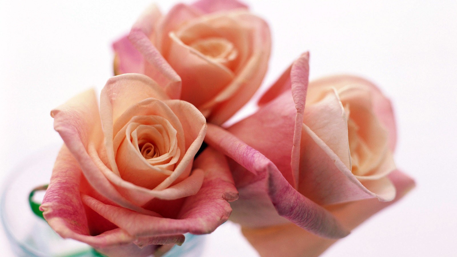 Три прекрасные розы