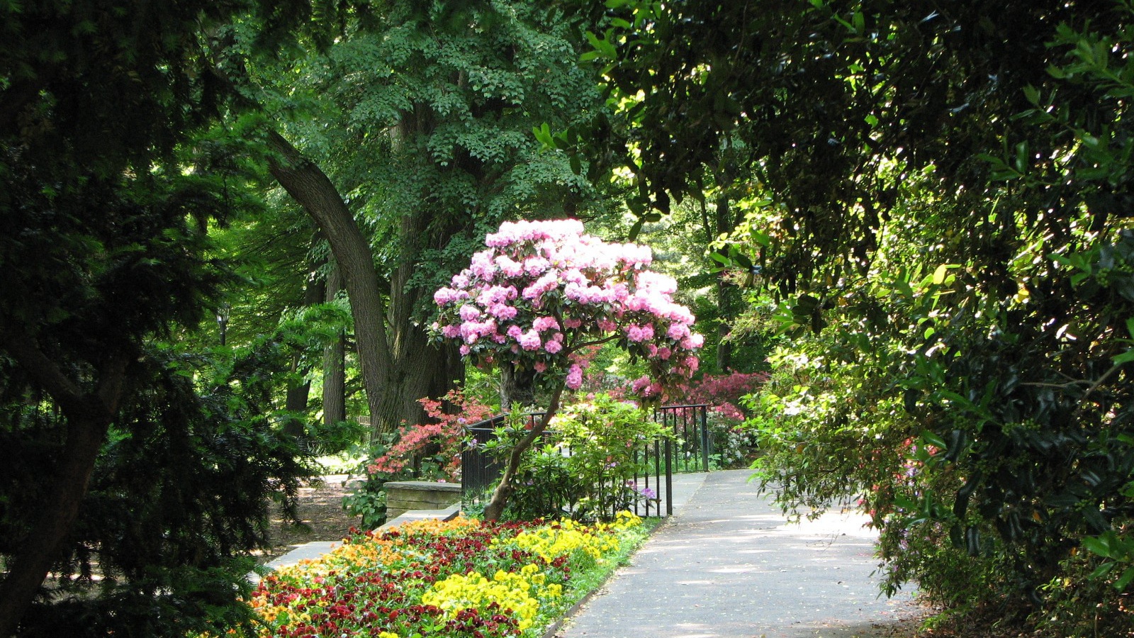 Дерево с розовыми цветами в парке