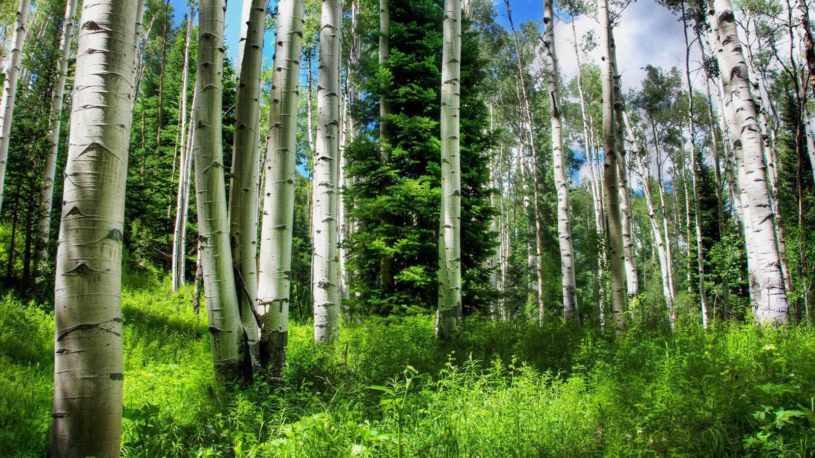 Березовый лес летом