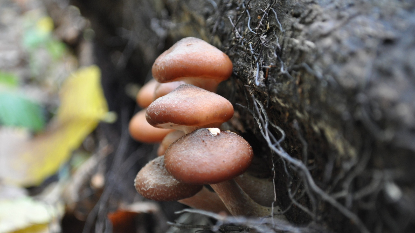 Грибы опята