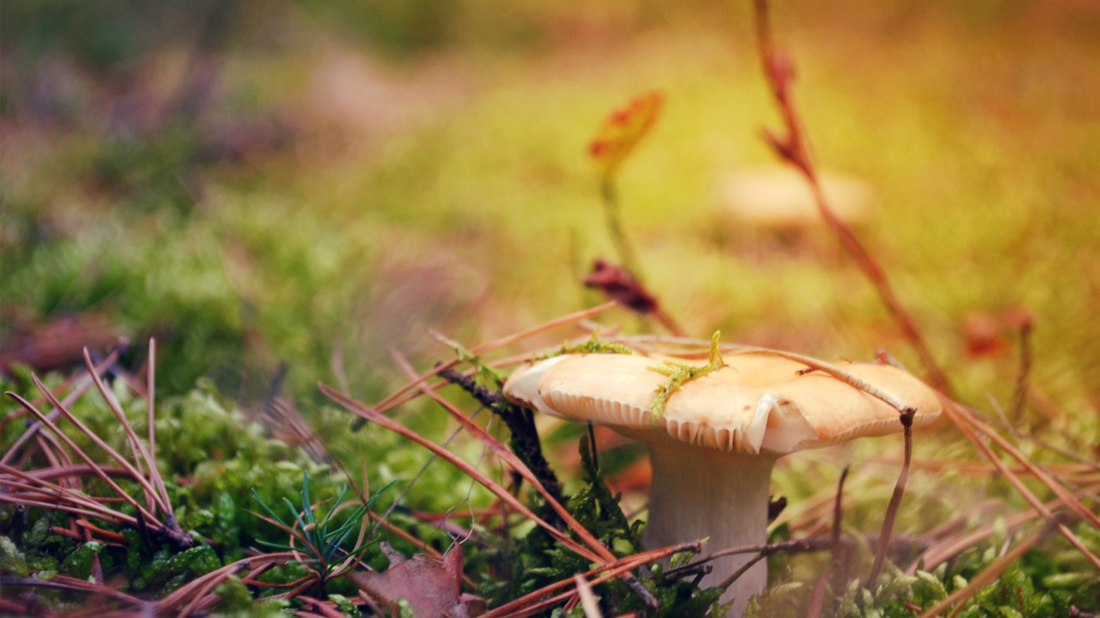 Гриб белая сыроежка 