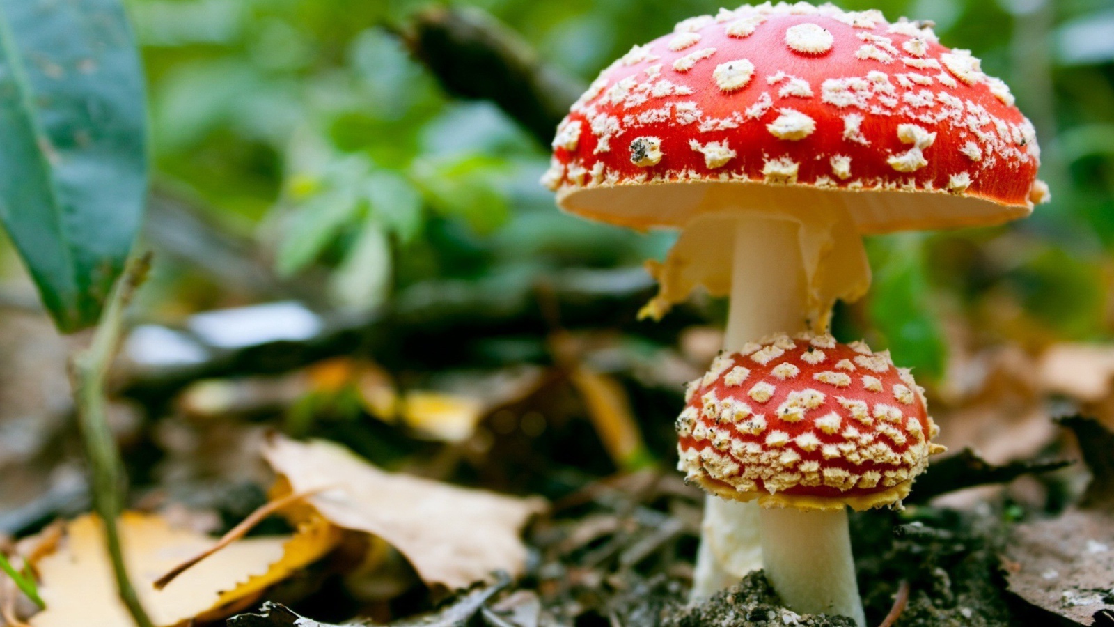 Ядовитые грибы мухоморы