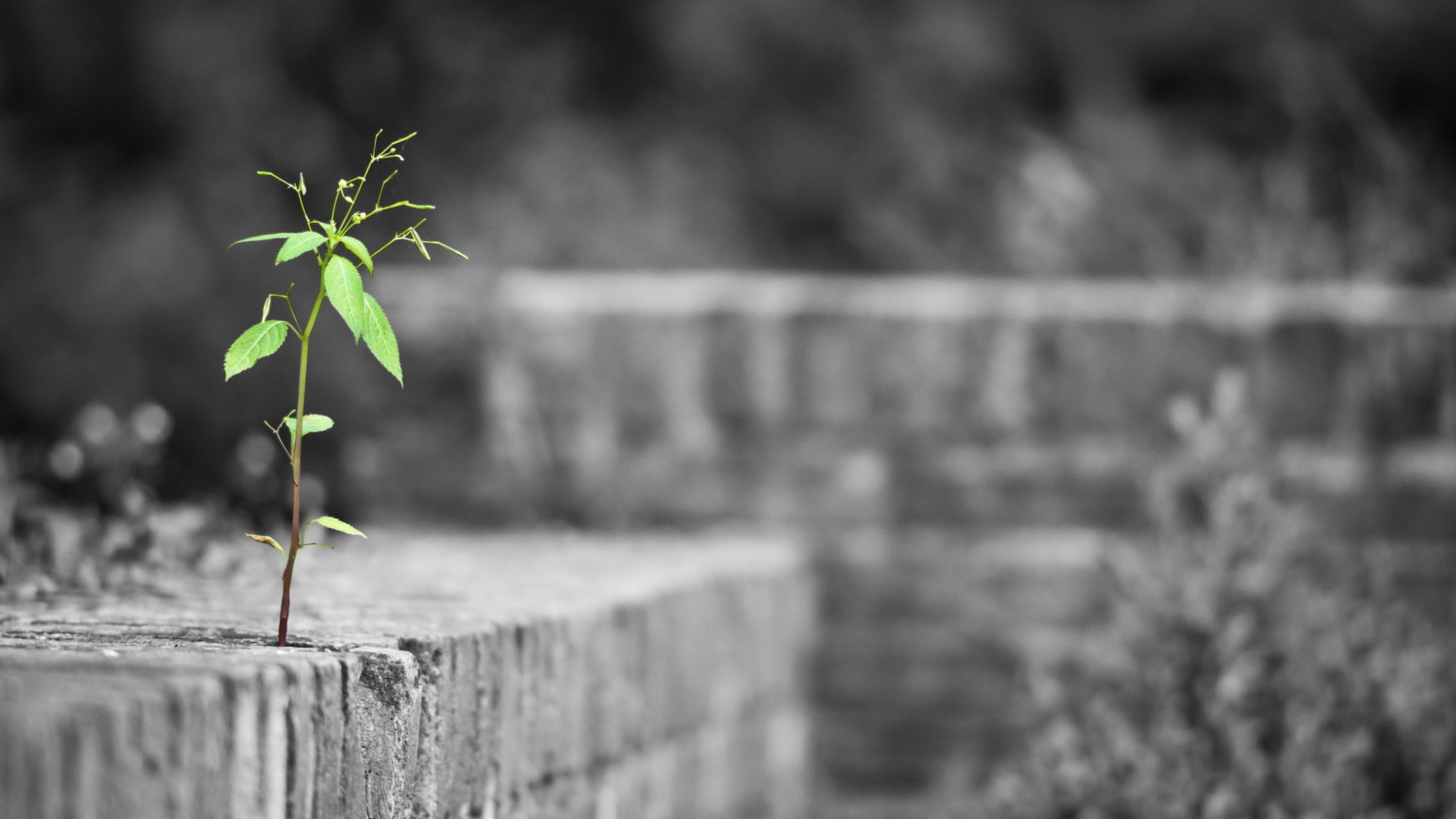 Одинокое растение