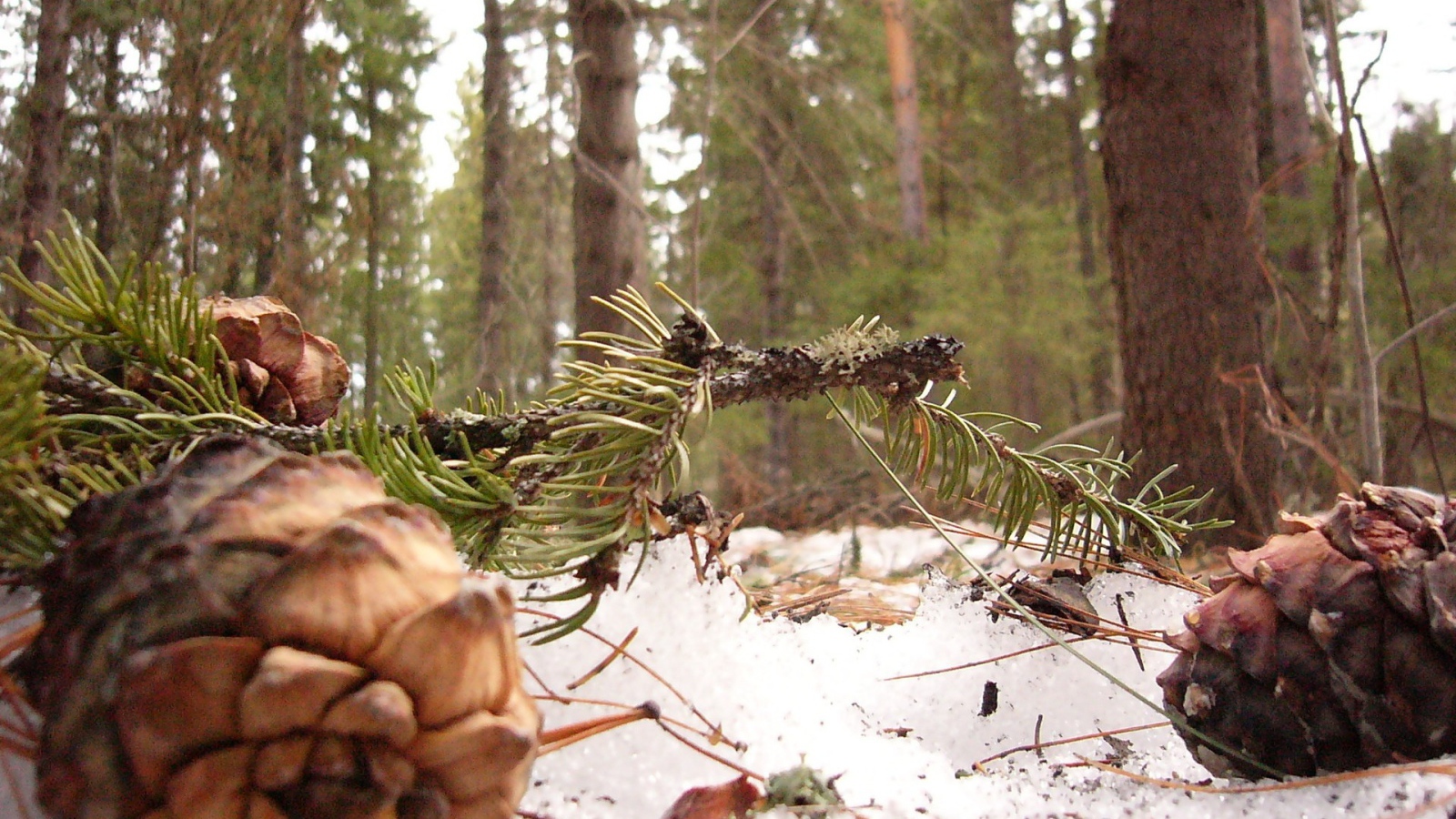 Шишки сибирского кедра