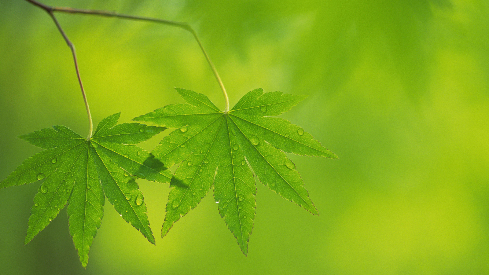 Два листочка