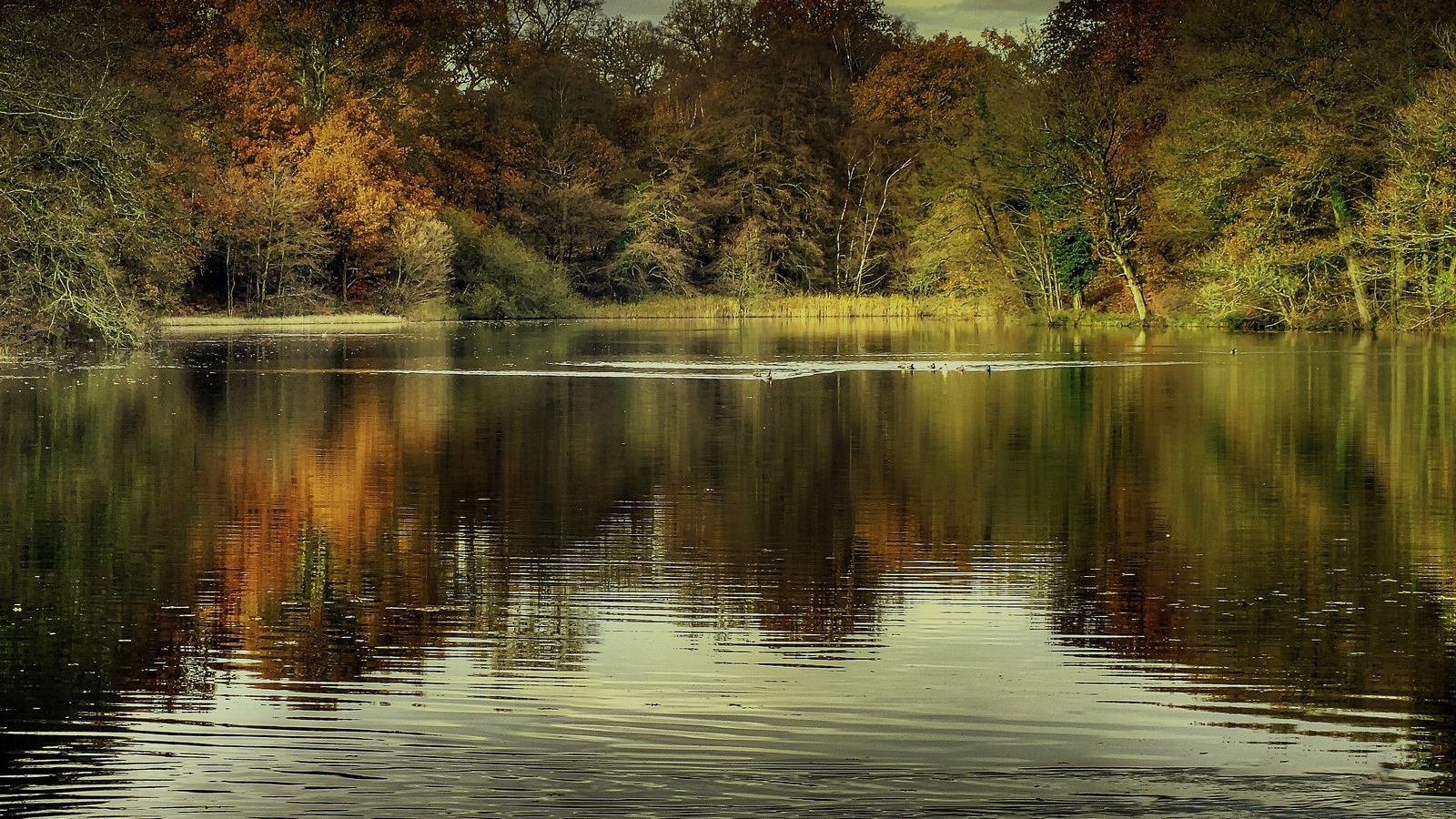 Утки на озере