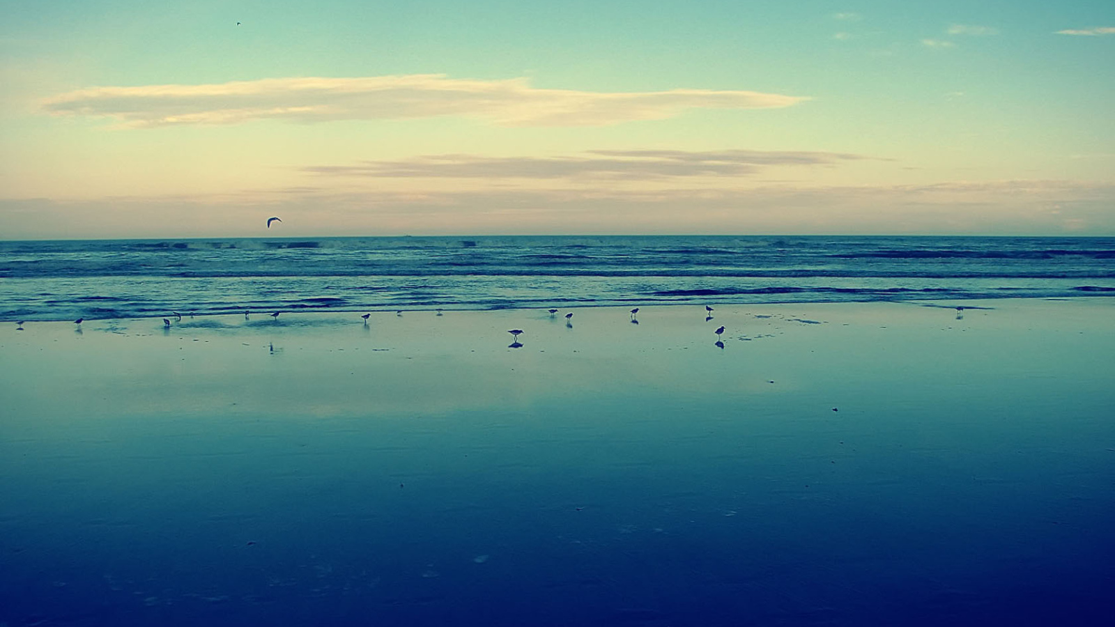 Птицы на мелководье