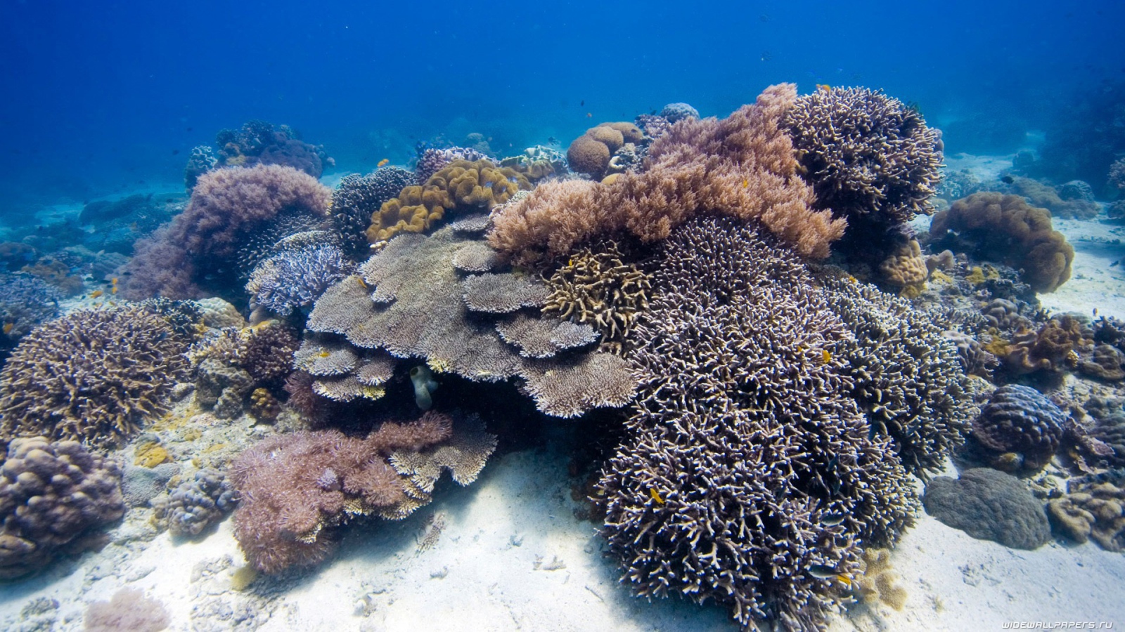 Коралловые полипы на дне моря